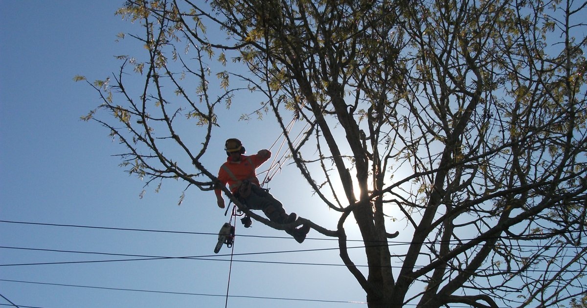 Power, Trees and Vegetation